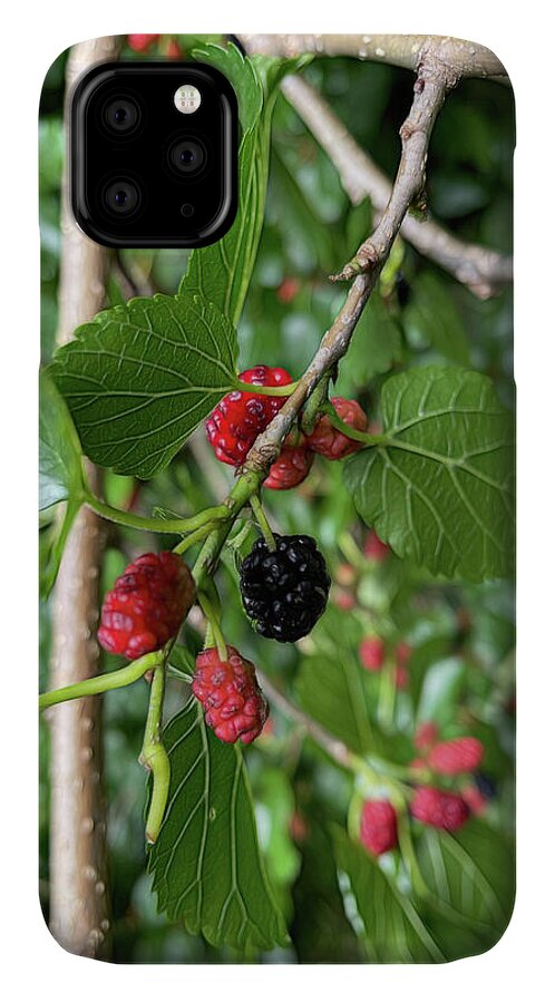 Mullberry Branch In Late June - Phone Case