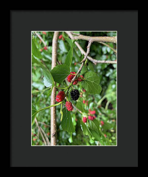 Mullberry Branch In Late June - Framed Print