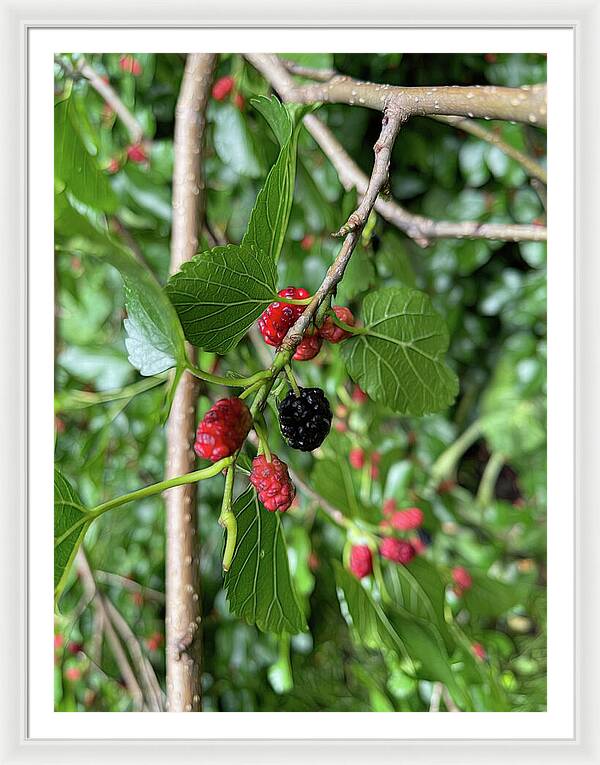 Mullberry Branch In Late June - Framed Print