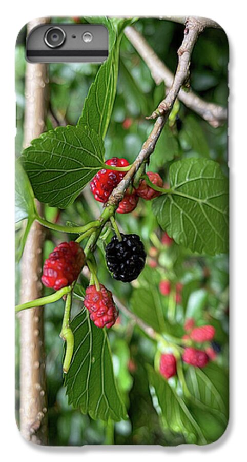 Mullberry Branch In Late June - Phone Case