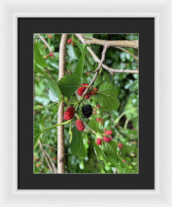 Mullberry Branch In Late June - Framed Print