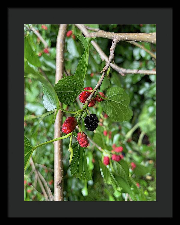 Mullberry Branch In Late June - Framed Print