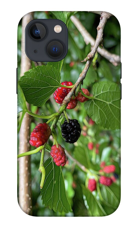 Mullberry Branch In Late June - Phone Case