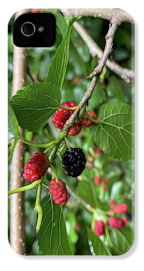 Mullberry Branch In Late June - Phone Case