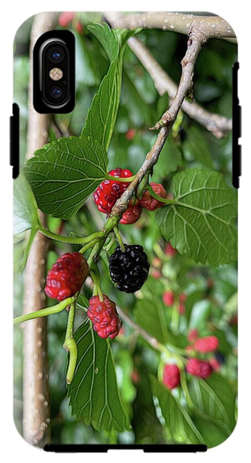 Mullberry Branch In Late June - Phone Case