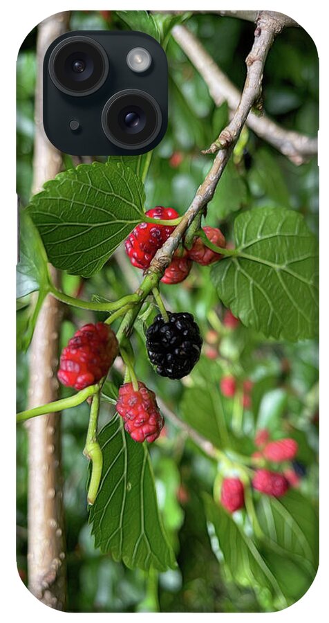 Mullberry Branch In Late June - Phone Case