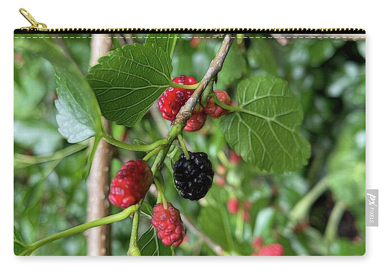 Mullberry Branch In Late June - Zip Pouch