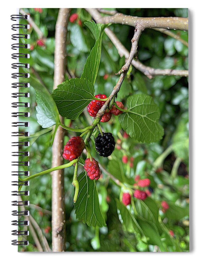 Mullberry Branch In Late June - Spiral Notebook