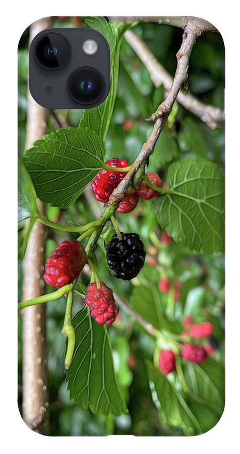 Mullberry Branch In Late June - Phone Case