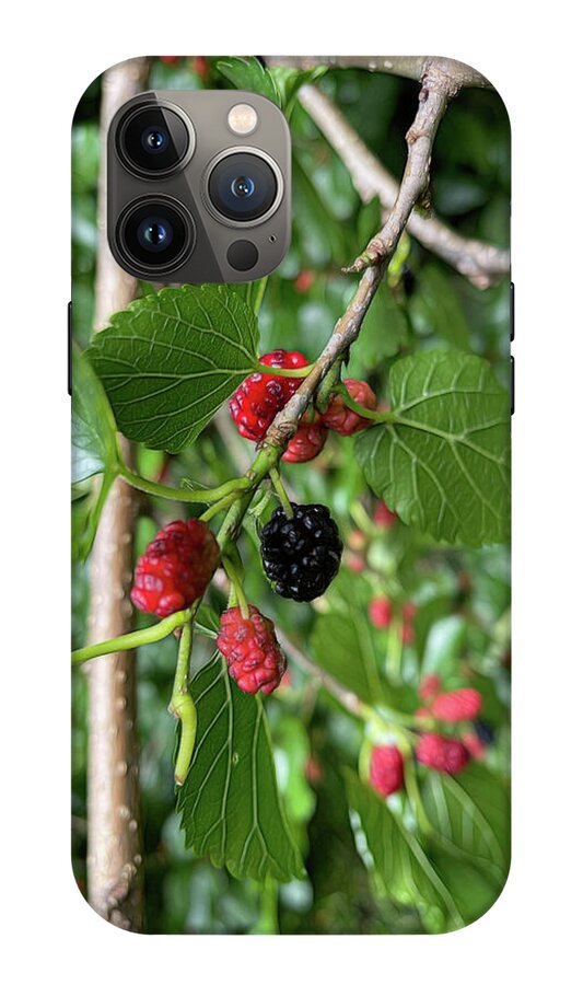 Mullberry Branch In Late June - Phone Case