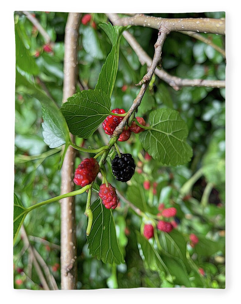 Mullberry Branch In Late June - Blanket