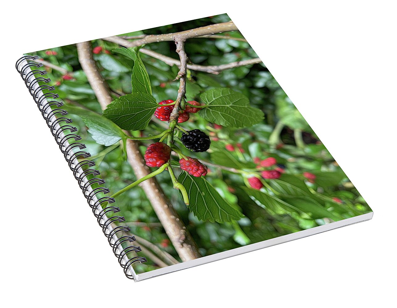 Mullberry Branch In Late June - Spiral Notebook