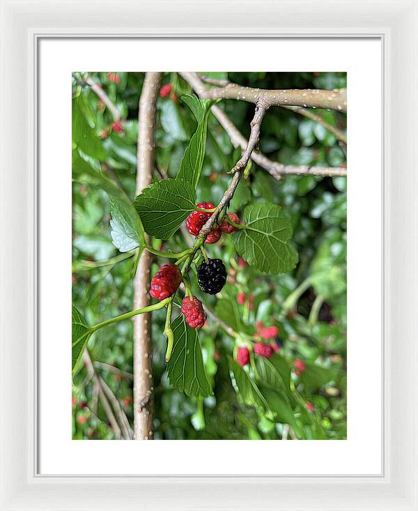 Mullberry Branch In Late June - Framed Print