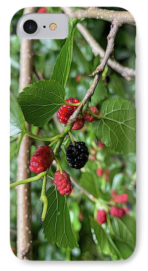 Mullberry Branch In Late June - Phone Case