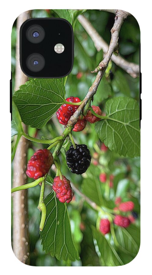 Mullberry Branch In Late June - Phone Case