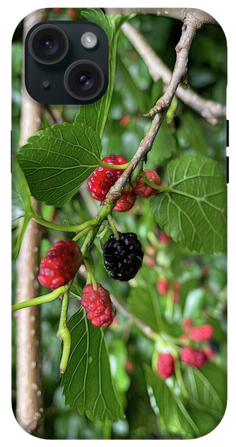 Mullberry Branch In Late June - Phone Case