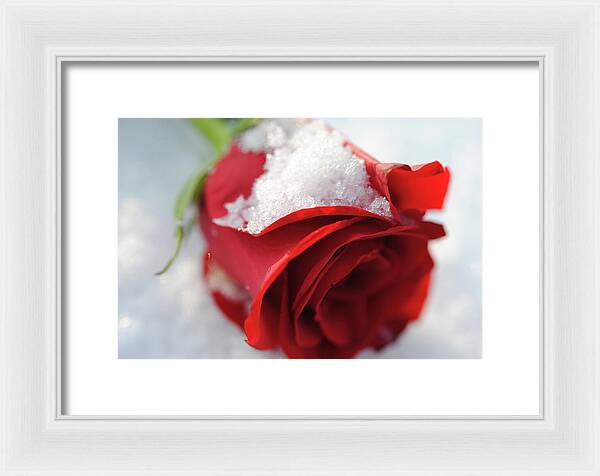 Raw Flowers 16 - Framed Print