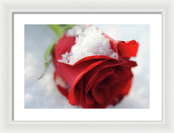 Raw Flowers 16 - Framed Print