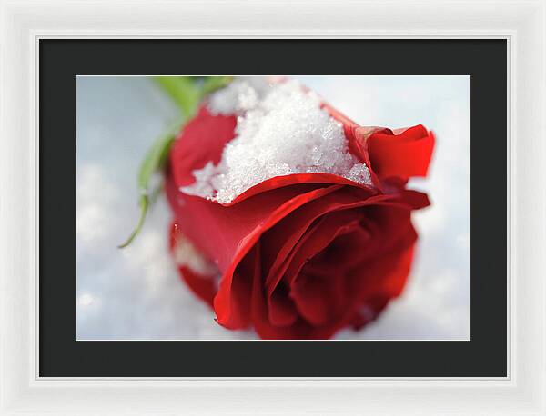 Raw Flowers 16 - Framed Print