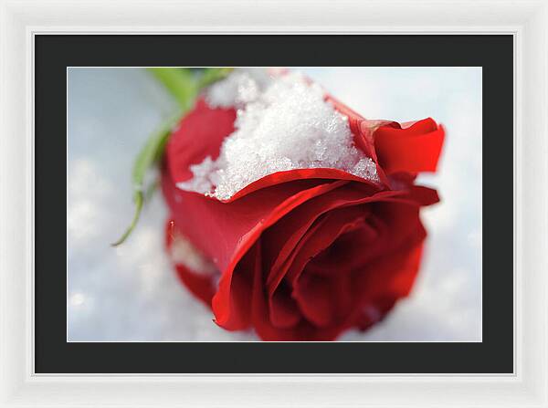 Raw Flowers 16 - Framed Print