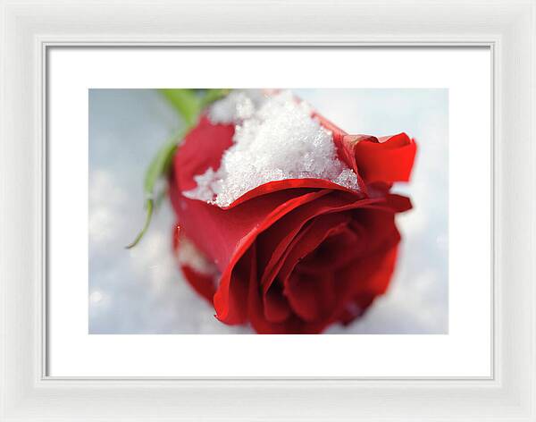 Raw Flowers 16 - Framed Print