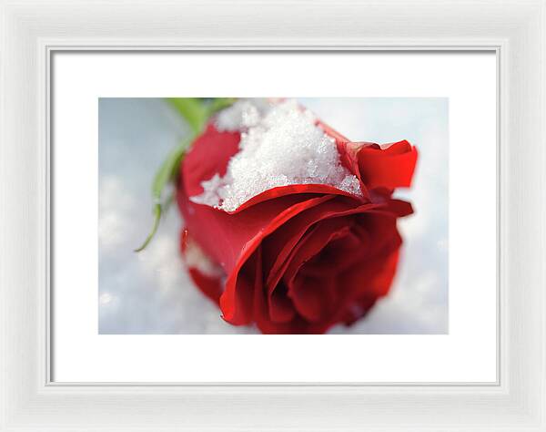 Raw Flowers 16 - Framed Print