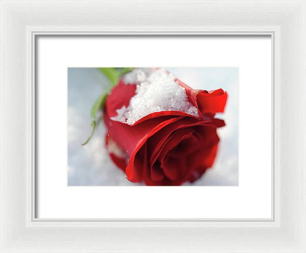 Raw Flowers 16 - Framed Print