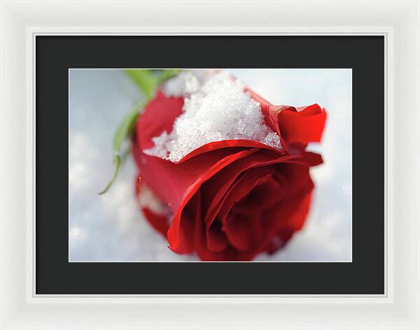 Raw Flowers 16 - Framed Print