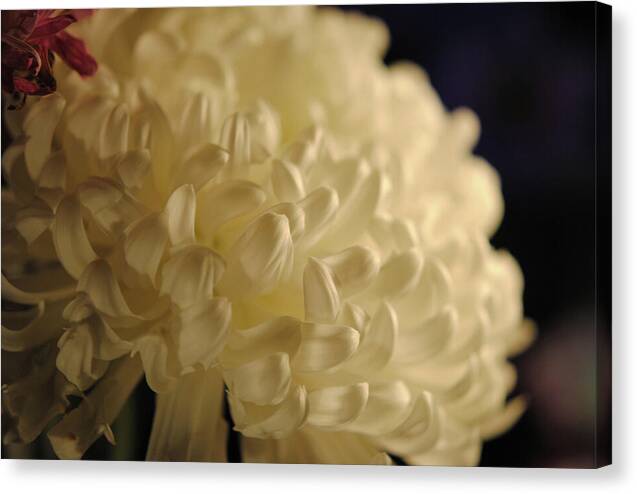 Raw Flowers 17 - Canvas Print