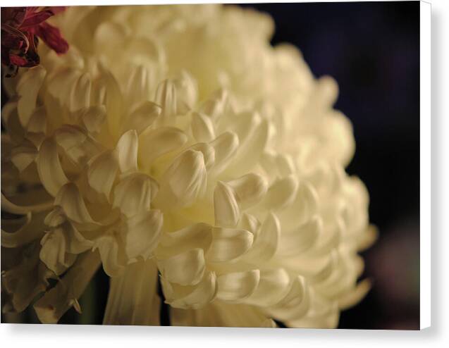 Raw Flowers 17 - Canvas Print