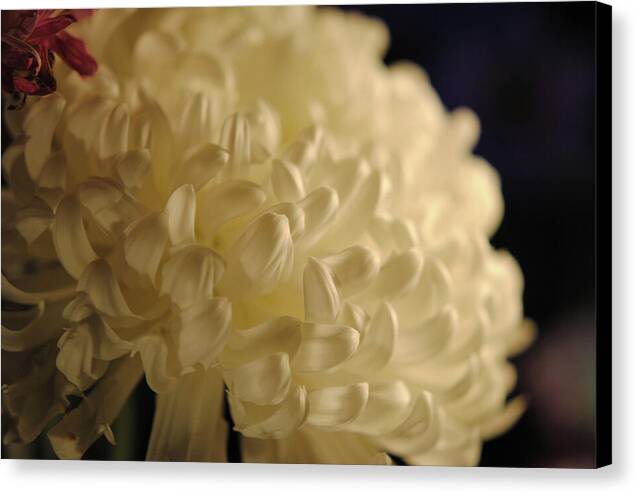 Raw Flowers 17 - Canvas Print