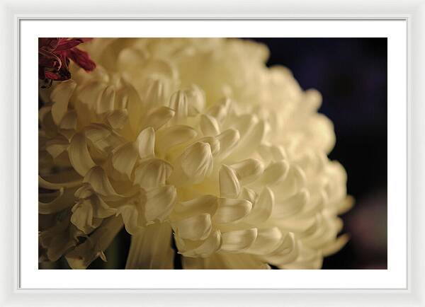 Raw Flowers 17 - Framed Print