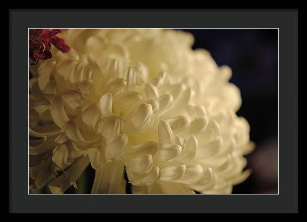 Raw Flowers 17 - Framed Print