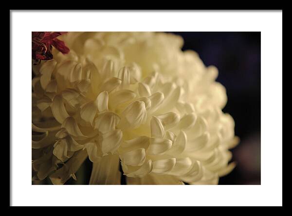 Raw Flowers 17 - Framed Print