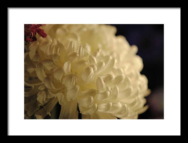 Raw Flowers 17 - Framed Print