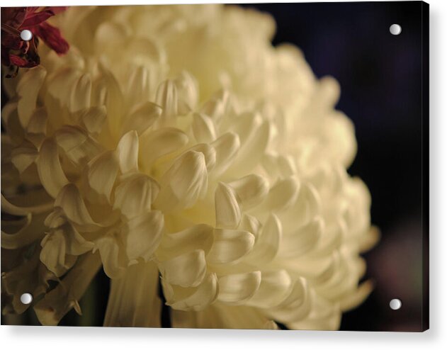 Raw Flowers 17 - Acrylic Print