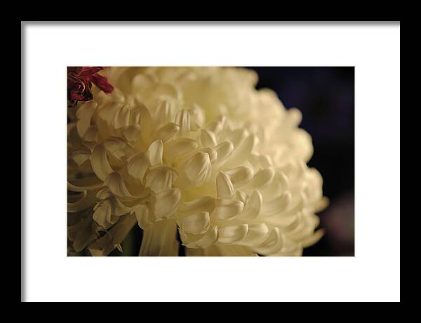 Raw Flowers 17 - Framed Print