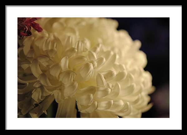 Raw Flowers 17 - Framed Print