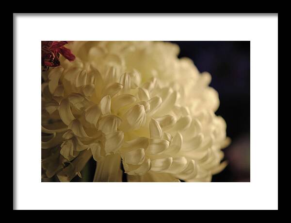 Raw Flowers 17 - Framed Print