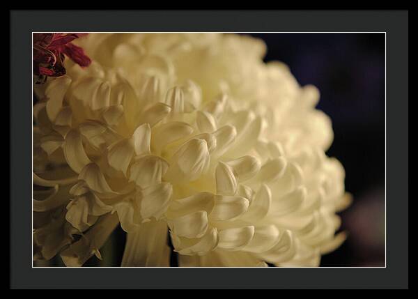 Raw Flowers 17 - Framed Print