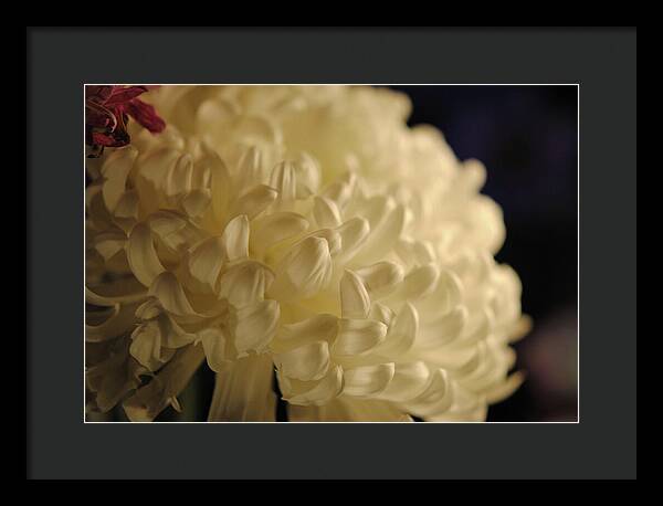 Raw Flowers 17 - Framed Print