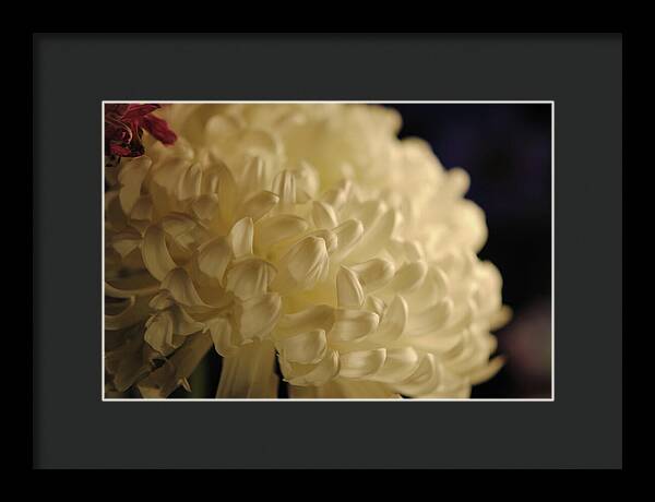 Raw Flowers 17 - Framed Print