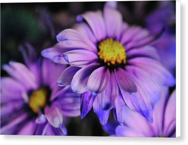 Raw Flowers 18 - Canvas Print