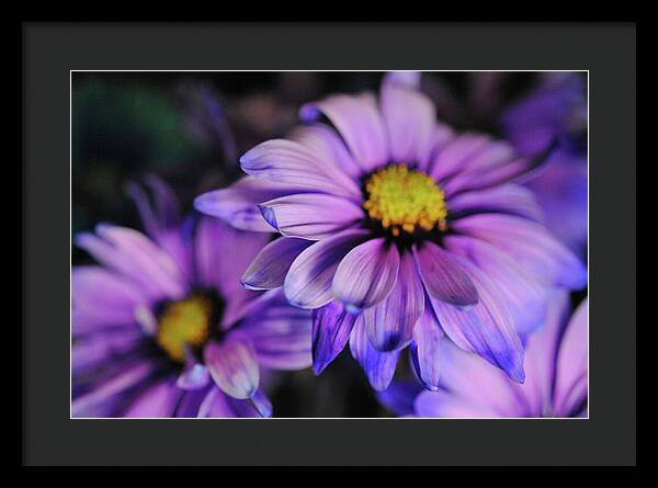 Raw Flowers 18 - Framed Print