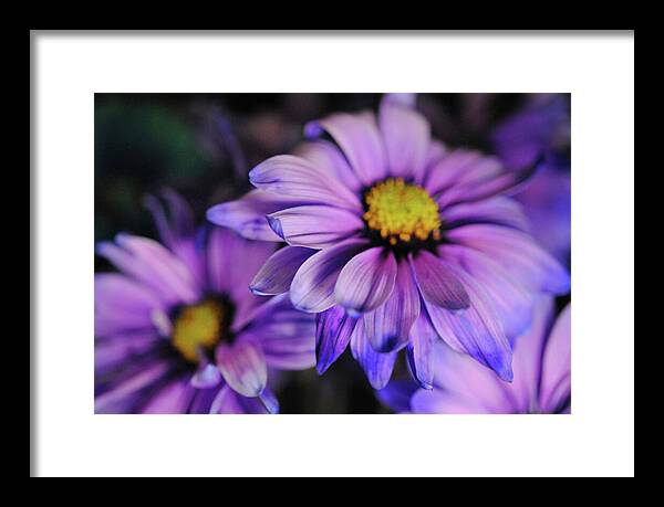 Raw Flowers 18 - Framed Print