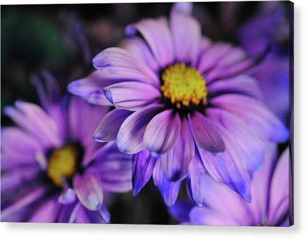 Raw Flowers 18 - Acrylic Print