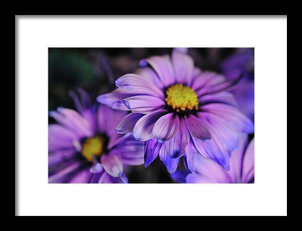 Raw Flowers 18 - Framed Print