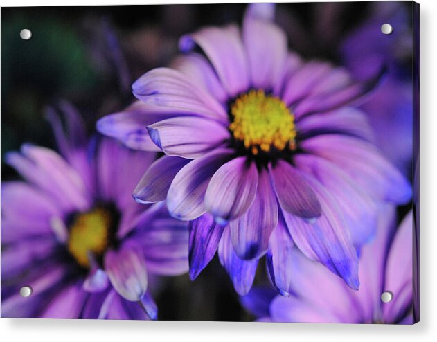 Raw Flowers 18 - Acrylic Print