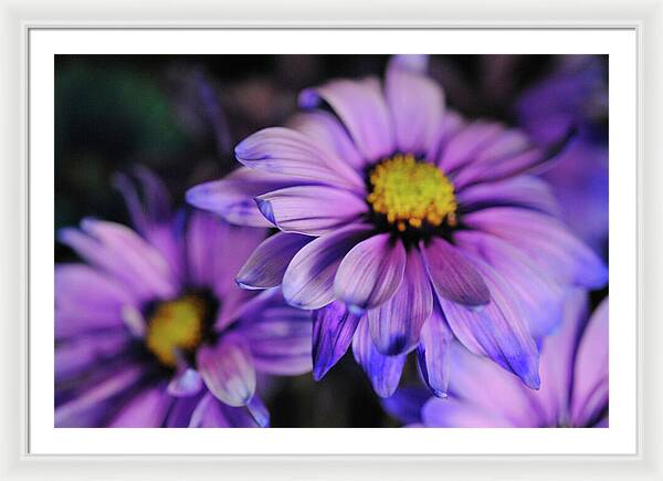 Raw Flowers 18 - Framed Print