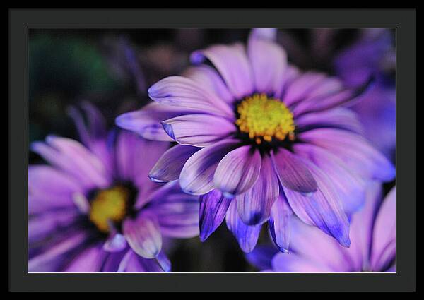 Raw Flowers 18 - Framed Print